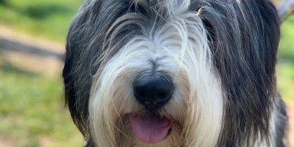 Hundehotel - Hundewiese: nicht eingezäunt - Eifel - Haushund Pleasure  - NaturPurHotel Maarblick