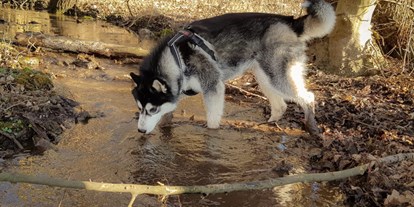 Hundehotel - Bademöglichkeit für Hunde - Seenplatte - Das Hundeparadies heißt euch Willkommen! - Seehotel Heidehof