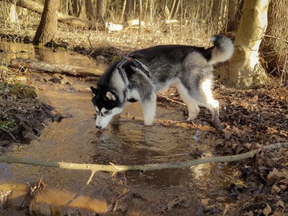 Hundehotel - Bademöglichkeit für Hunde - Groß Nemerow - Das Hundeparadies heißt euch Willkommen! - Seehotel Heidehof