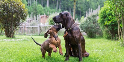 Hundehotel - Hund im Restaurant erlaubt - PLZ 5542 (Österreich) - Chalet mit eigenem eingezäunten Garten - Feriendorf Holzleb'n