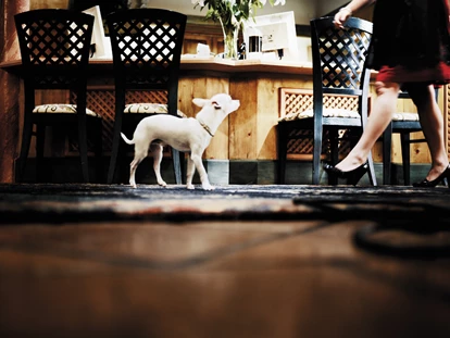 Hundehotel - Hund im Restaurant erlaubt - Fließ - Hund - Bergresort Seefeld