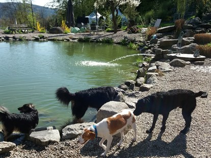 Hundehotel - Bademöglichkeit für Hunde - Bayern - Hundepark - Natur-Hunde-Hotel Bergfried