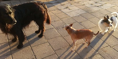 Hundehotel - Hundewiese: nicht eingezäunt - Argenbühl - Rasselbande - Landhaus Ohnesorg