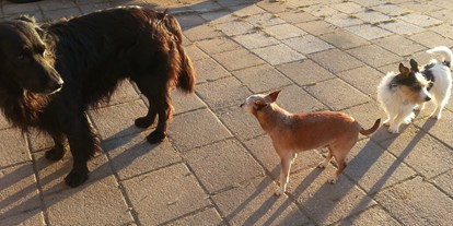 Hundehotel - Hundewiese: nicht eingezäunt - Leutkirch im Allgäu - Rasselbande - Landhaus Ohnesorg