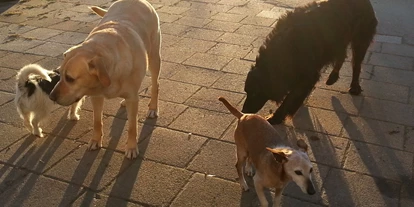 Hundehotel - Hundewiese: nicht eingezäunt - Argenbühl - Landhaus Ohnesorg