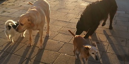 Hundehotel - Hundewiese: nicht eingezäunt - Mitteregg (Berwang) - Landhaus Ohnesorg