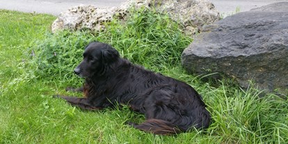Hundehotel - Hundewiese: nicht eingezäunt - PLZ 6993 (Österreich) - Landhaus Ohnesorg