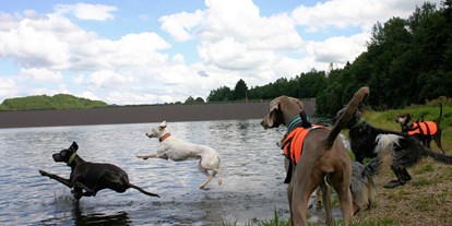 Hundehotel - Doggies: 4 Doggies - Neroth - Ferienhäuser Hundeparadies Eifel