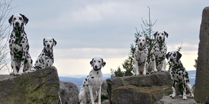 Hundehotel - Hundewiese: nicht eingezäunt - Teutoburger Wald - Landhaus Blumengarten