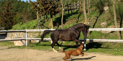 Hundehotel - Hundewiese: eingezäunt - Toskana - Eigener Reitstall mit Wanderreittouren für Reitanfänger und erfahrene Reiter - Hotel Rifugio Prategiano Maremma Toskana