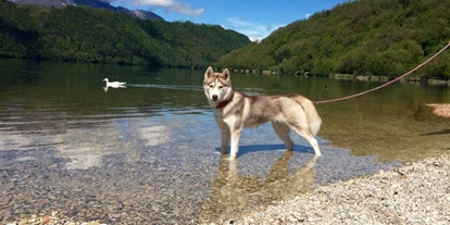Hundehotel - Bademöglichkeit für Hunde - Kaltern am See - Kann es Ihr Hund auch kaum erwarten der Gans ins Wasser hinterherzujagen.  - Hotel Sport