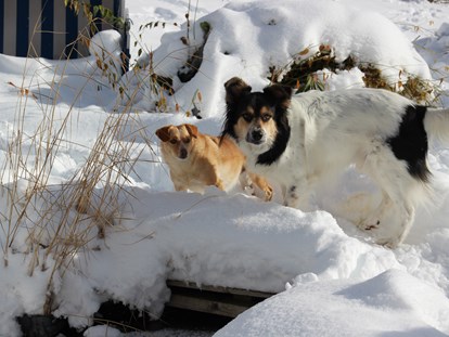 Hundehotel - Hundewiese: eingezäunt - Klachau - Haus Mauken