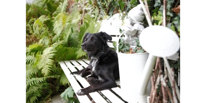 Hundehotel - Hund im Restaurant erlaubt - Haidmühle - Hotel Bärnsteinhof