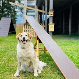 Urlaub-mit-Hund: Stacey - Agility Spielplatz - Wippe - Almdorf Seinerzeit