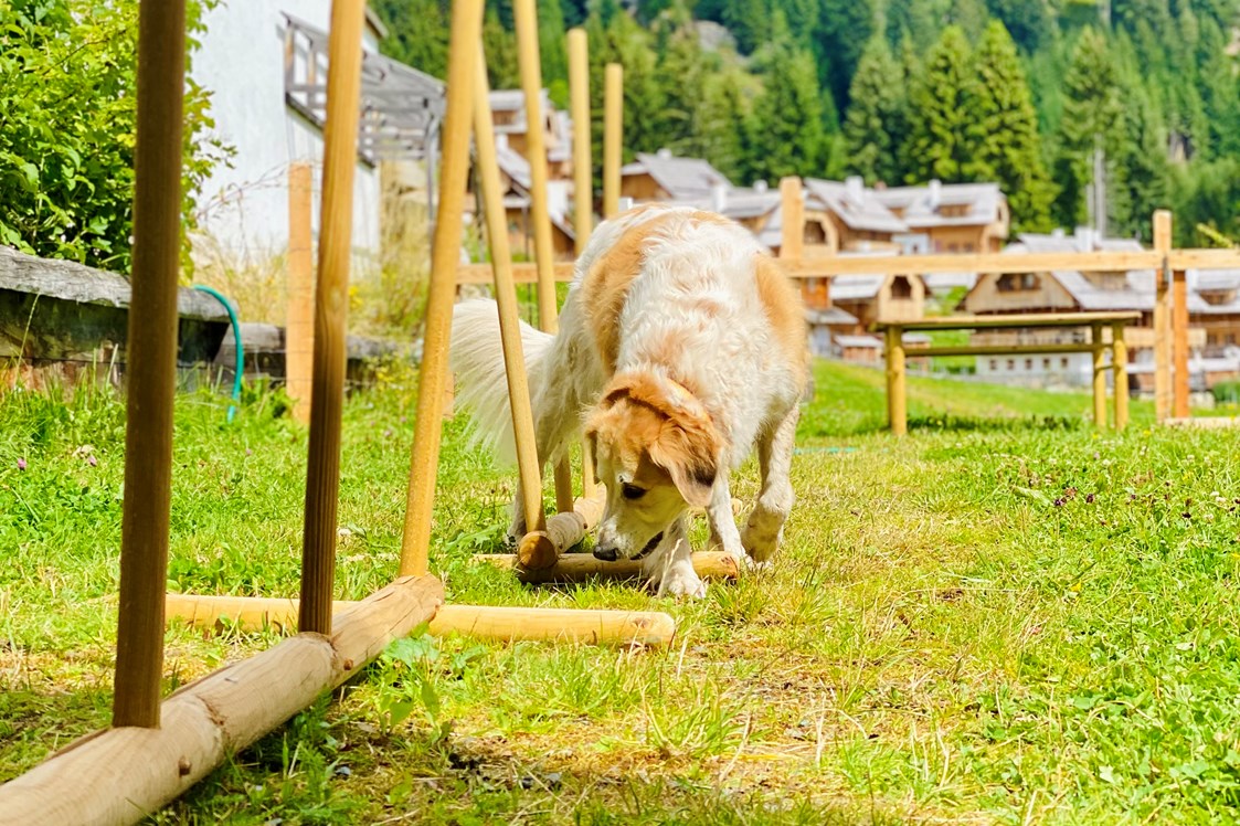Urlaub-mit-Hund: Slalom Agility - Almdorf Seinerzeit