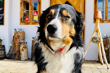 Urlaub-mit-Hund: Max am Dorfplatz - Almdorf Seinerzeit