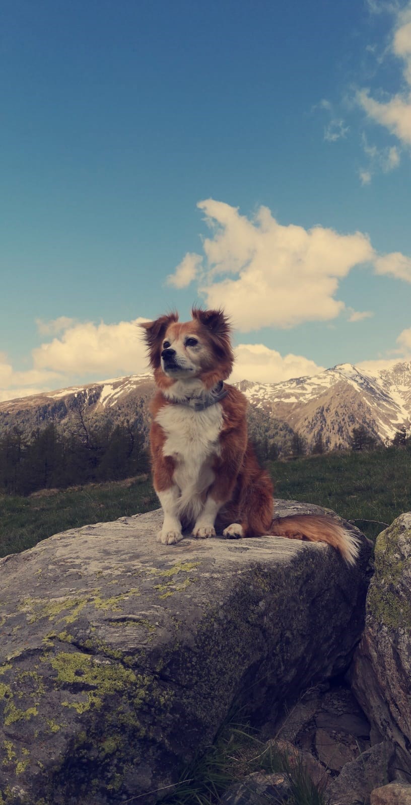 Hotel Aloisia Ausflüge mit Hund Wanderungen