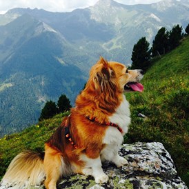 Urlaub-mit-Hund: Unzählige Wandermöglichkeiten für 2- und 4-Beiner. - Hotel Aloisia