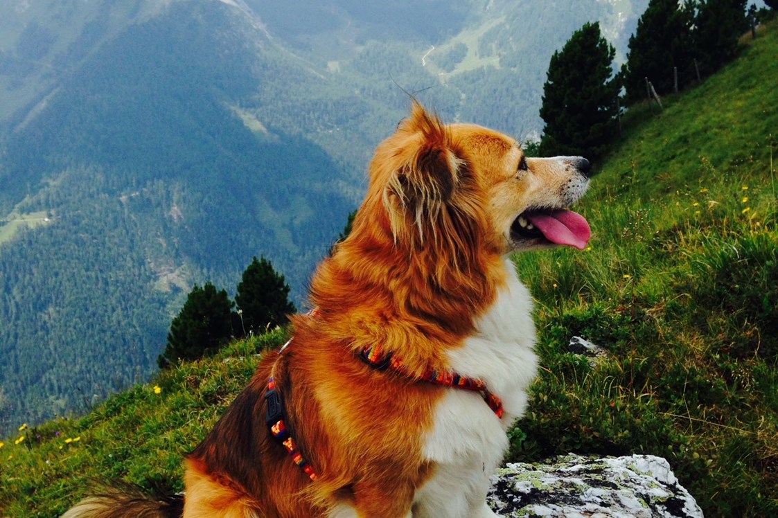 Urlaub-mit-Hund: Unzählige Wandermöglichkeiten für 2- und 4-Beiner. - Hotel Aloisia