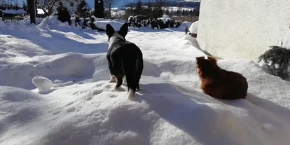 Hundehotel - Tauplitz - Hotel Aloisia