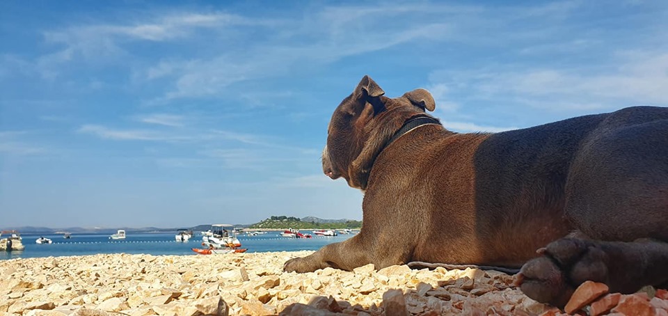 VILCAM Urlaub am Meer mit Herz und Hund Hotel für den Urlaub mit