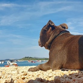 Urlaub-mit-Hund: öffentlicher Kiesstrand - VILCAM - Urlaub am Meer mit Herz und Hund