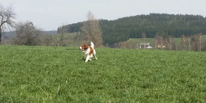 Hundehotel - Pools: Schwimmteich - Herlcihe Auslaufmöglichkeiten für Hunde in und um St. Jakob im Walde
(Foto: Martina Brückler) - Familienhotel Berger ***superior