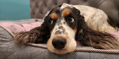 Hundehotel - Doggies: 3 Doggies - Wann geht's raus? - Bio Hotel & Restaurant Schwarzer Bock