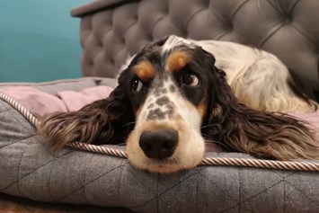 Urlaub-mit-Hund: Wann geht's raus? - Bio Hotel & Restaurant Schwarzer Bock