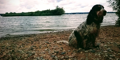 Hundehotel - Doggies: 3 Doggies - Zum Hundestrand am Altmühlsee oder Brombachsee im fränkischen Seenland sind es nur etwa 20 Kilometer  - Bio Hotel & Restaurant Schwarzer Bock