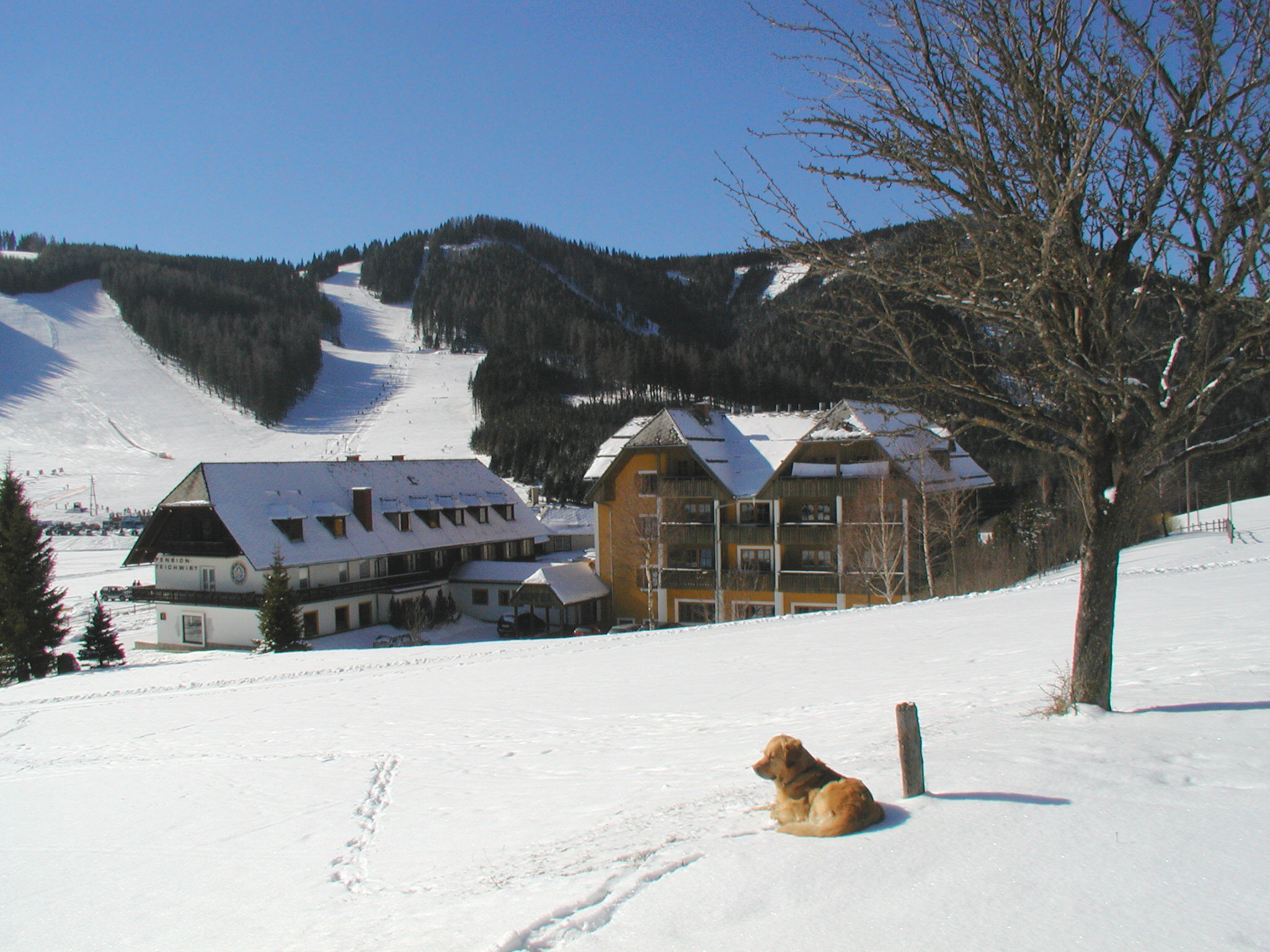 Hundehotel - PLZ 8054 (Österreich) - Hotel Teichwirt
