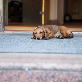 Urlaub-mit-Hund: Genussvolle Plätze für unsere tierischen Freunde - Hotel & Restaurant Donauhof