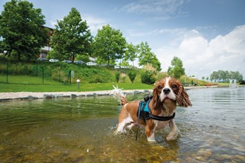 Urlaub-mit-Hund: eingezäunter Hundeschwimmteich - Hotel & Spa Larimar****S