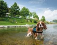 Urlaub-mit-Hund: eingezäunter Hundeschwimmteich - Hotel & Spa Larimar****S