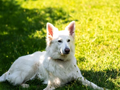 Hundehotel - Feldthurns - Haushund Yuki - Hotel & Residence Der Heinrichshof