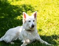 Urlaub-mit-Hund: Haushund Yuki - Hotel & Residence Der Heinrichshof