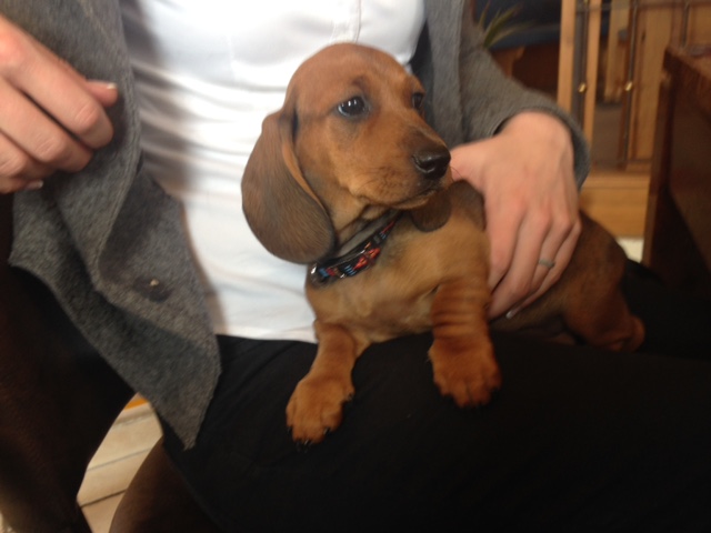 Hundehotel - Niederösterreich - Antonia- Chefin des Hauses - Landhotel Wachau