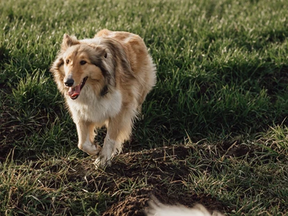 Hundehotel - Verpflegung: Halbpension - Bremen-Stadt - Collie-Dame Frieda - Okelmann's