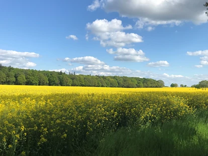 Hundehotel - Verpflegung: Halbpension - Bremen-Stadt - Rapsblüte im Frühling - Okelmann's