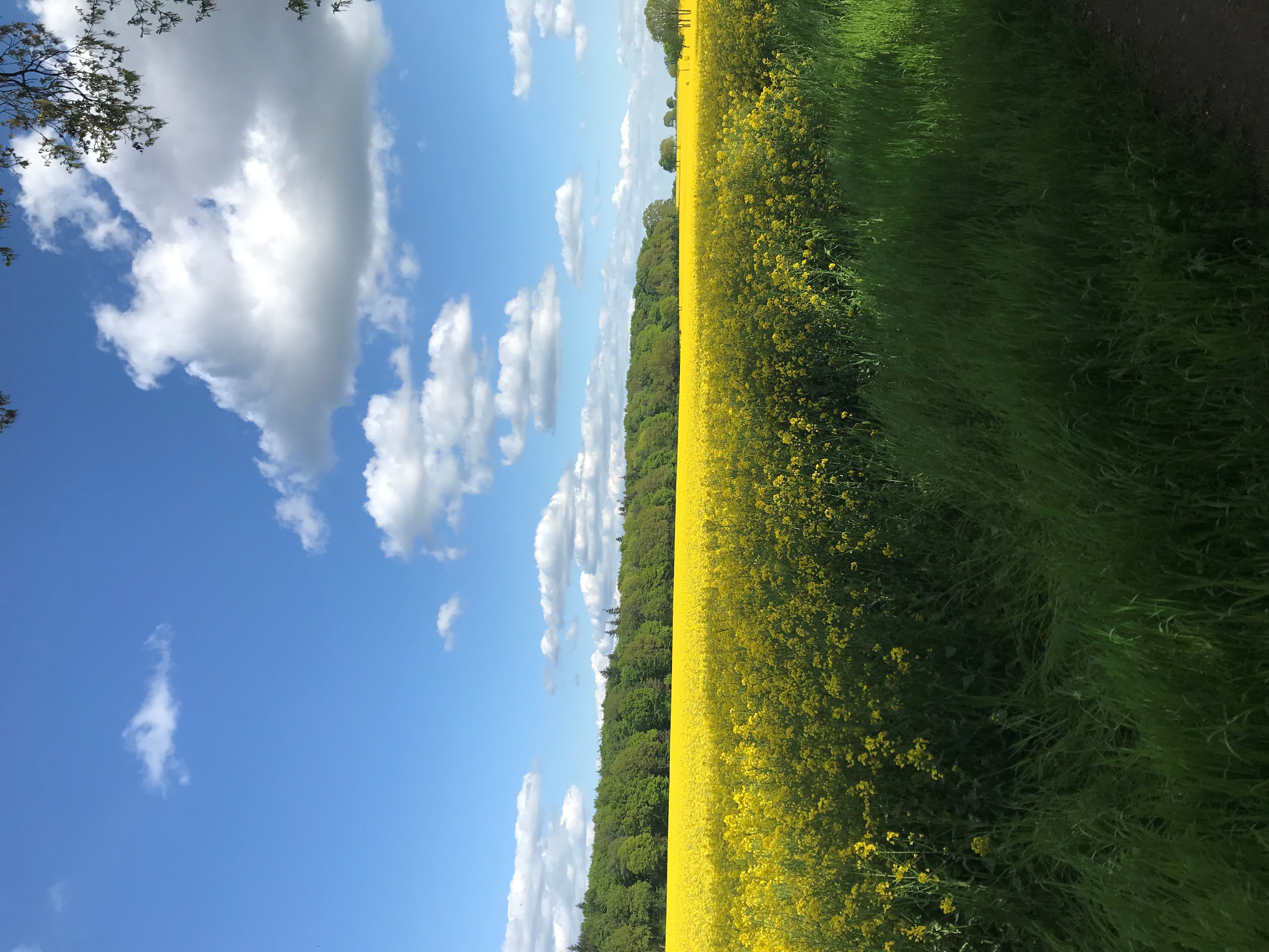 Urlaub-mit-Hund: Rapsblüte im Frühling - Okelmann's | Eco Hotel & Apartement - Haus | Umgebung