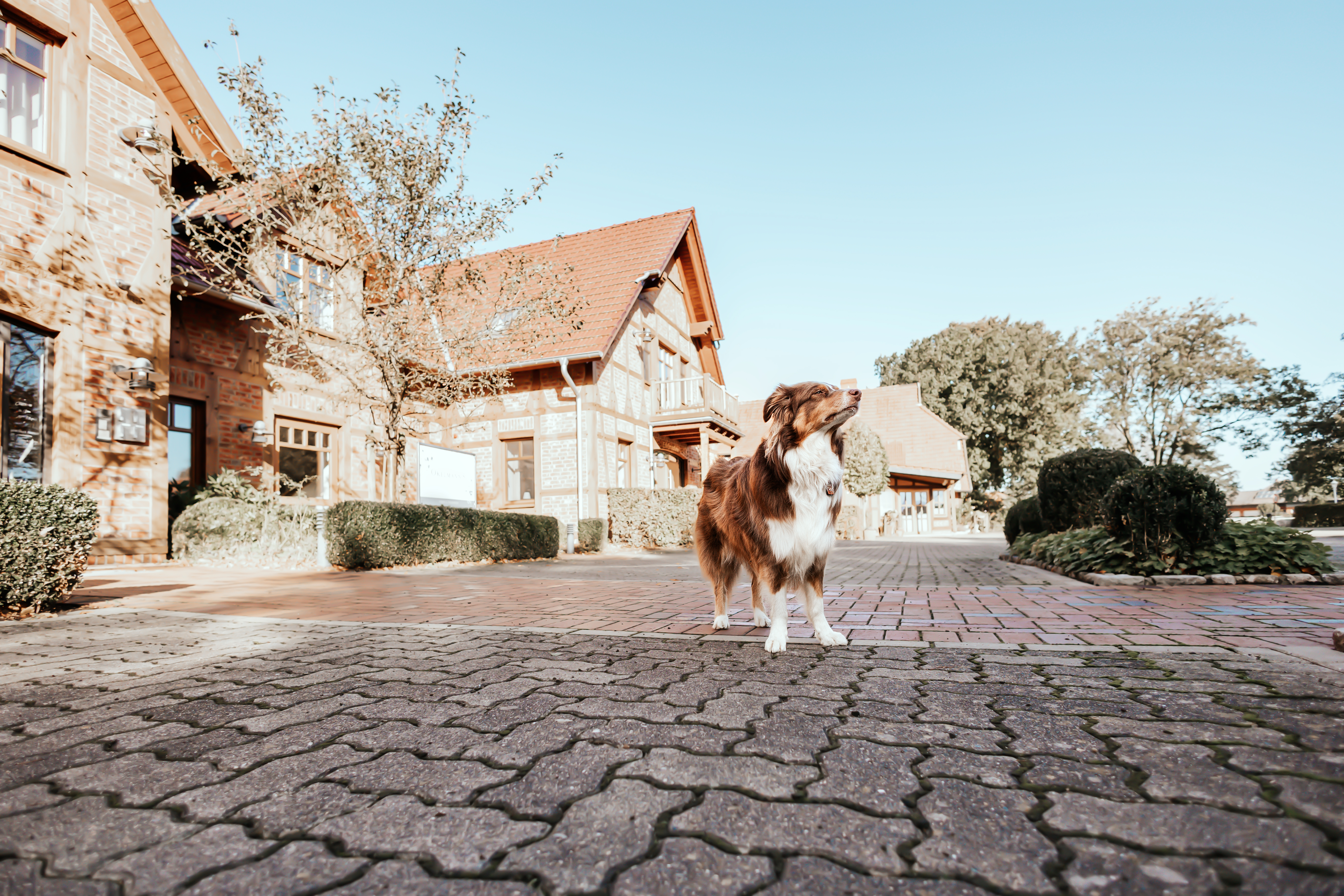 Urlaub-mit-Hund: Unser Okelmann's - Hunde lieben es hier! :) - Okelmann's | Eco Hotel & Apartement - Haus | Umgebung, Urlaub mit Hund