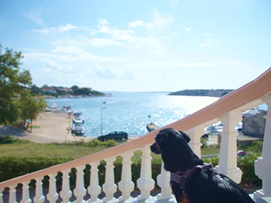 Urlaub-mit-Hund: Newton lässt sich die Brise um die Nase wehen! - Olive House