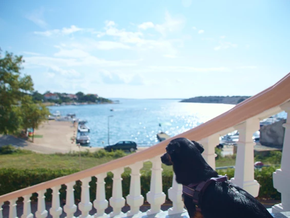 Urlaub-mit-Hund: Newton lässt sich die Brise um die Nase wehen! - Olive House