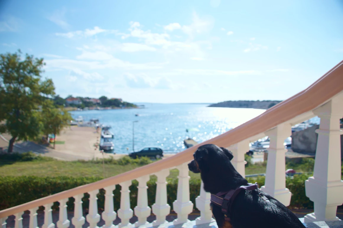 Urlaub-mit-Hund: Newton lässt sich die Brise um die Nase wehen! - Olive House