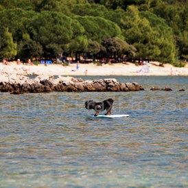 Urlaub-mit-Hund: Beach-Dog Max surft die Welle (500m vom Haus entfernt, großzügiger Strandabschnitt für die Vierbeiner)  - Olive House
