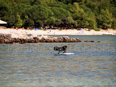 Urlaub-mit-Hund: Beach-Dog Max surft die Welle (500m vom Haus entfernt, großzügiger Strandabschnitt für die Vierbeiner)  - Olive House