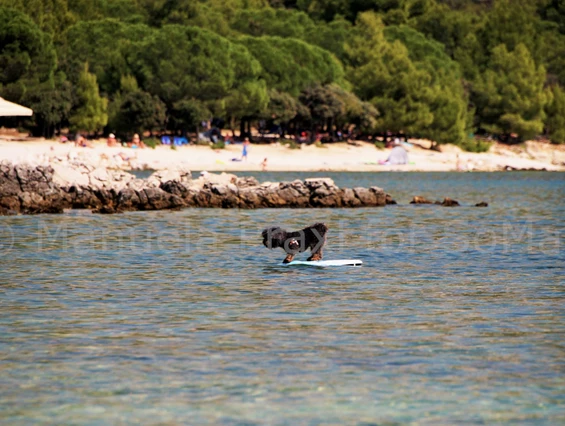Urlaub-mit-Hund: Beach-Dog Max surft die Welle (500m vom Haus entfernt, großzügiger Strandabschnitt für die Vierbeiner)  - Olive House
