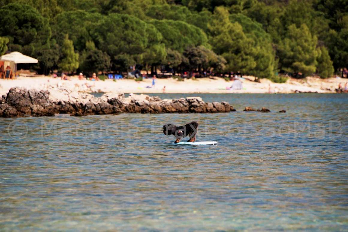 Urlaub-mit-Hund: Beach-Dog Max surft die Welle (500m vom Haus entfernt, großzügiger Strandabschnitt für die Vierbeiner)  - Olive House