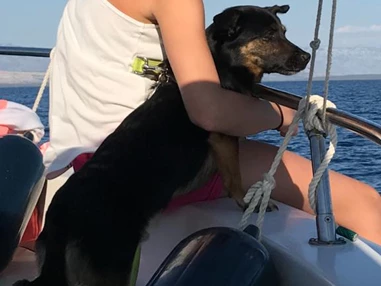 Urlaub-mit-Hund: Käpt´n Newton gibt den Kurs an.  - Olive House