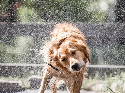 Hundehotel - Ladis - Nach dem Baden im hoteleigenen Hundeteich einfach mal abschütteln  - Hundehotel Riederhof